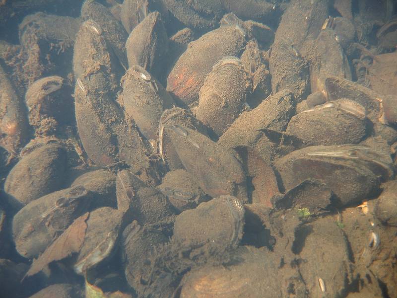 Конгрегації молюсків (род. Unionidae) на р. Гнилий Ріг